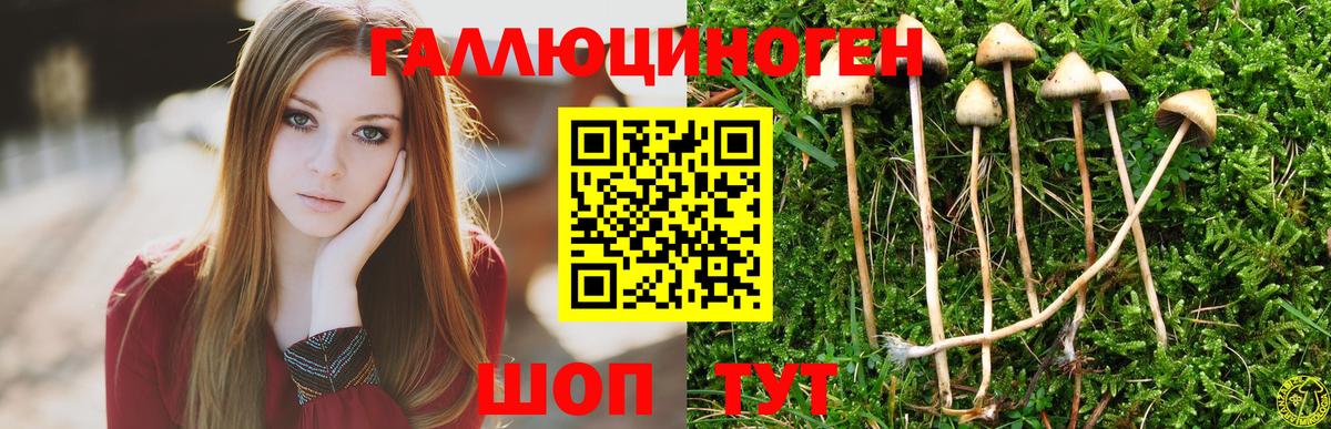 Псилоцибиновые грибы Cubensis Железногорск